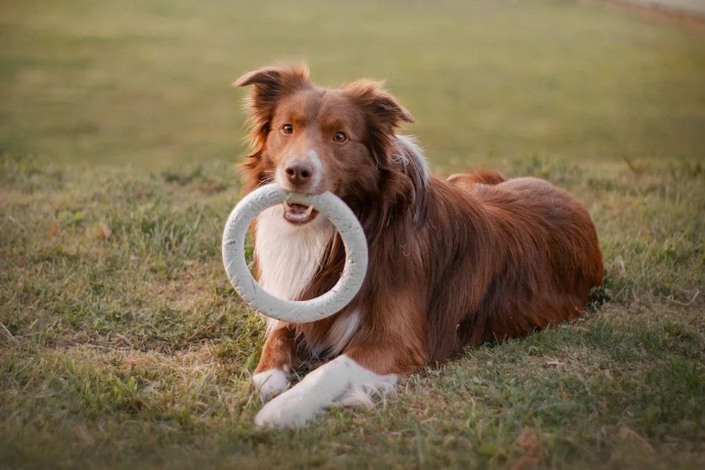 A large dog playing with a safe chew toy outside