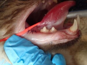 close up of cat's mouth after surgical removal of the granuloma and upper premolar