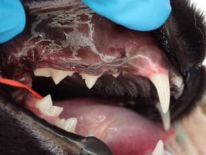 close up of cat's mouth before surgery