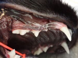 close up of cat's mouth after surgery