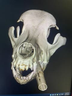A static image from CBCT scanner 